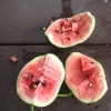 watermelon-092209