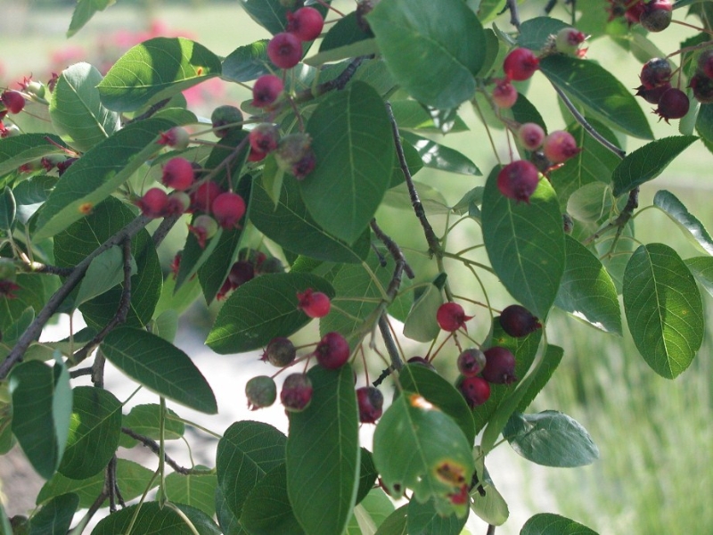 Serviceberry berries