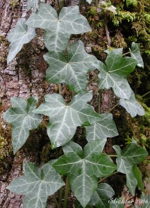 English Ivy leaves
