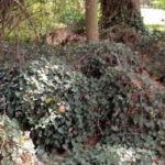 ivy on ground (2) (002)