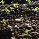 soil from pixabay