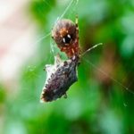 spidereatingstinkbug (1 of 1)